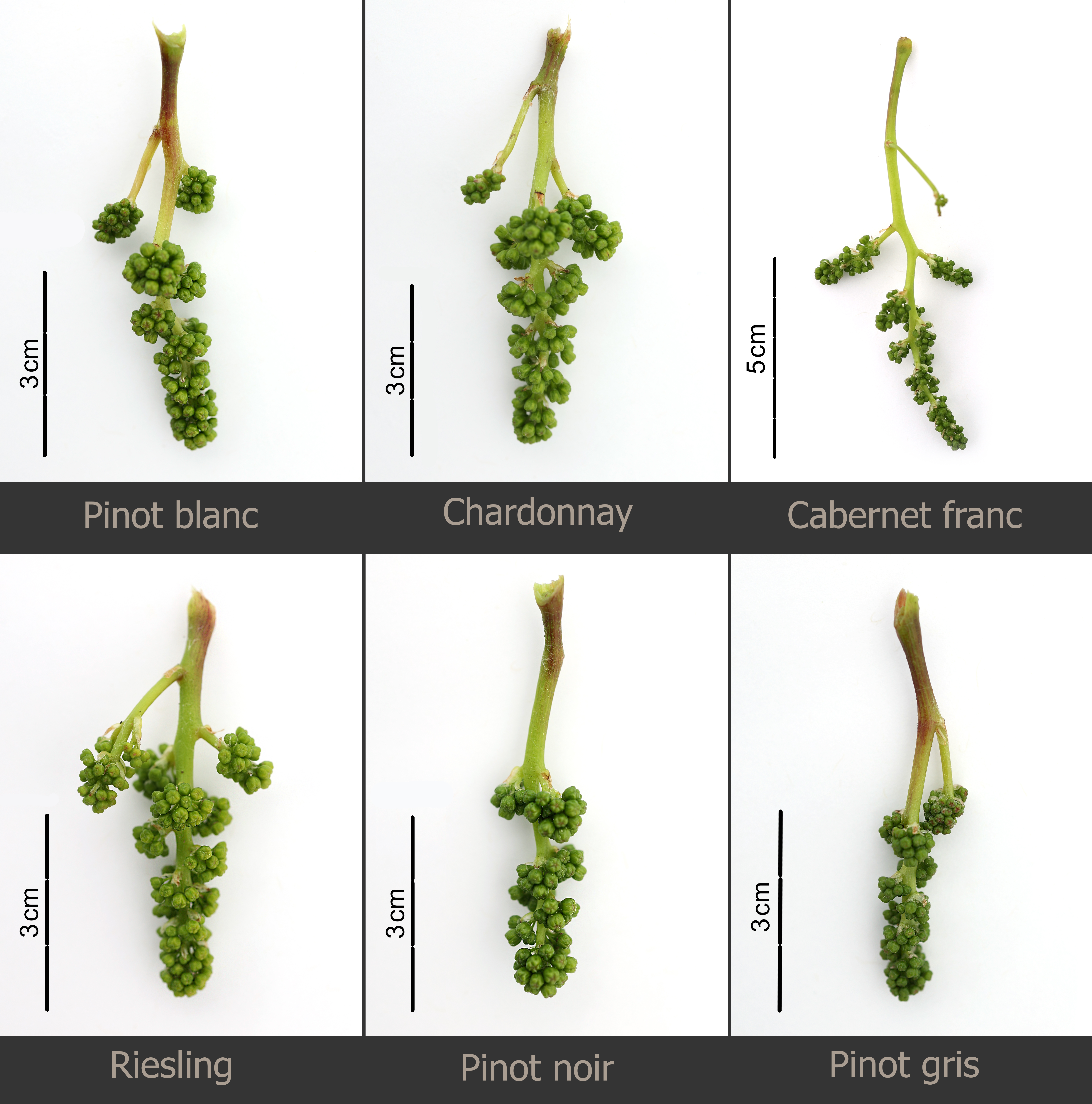 Current state of cluster growth.